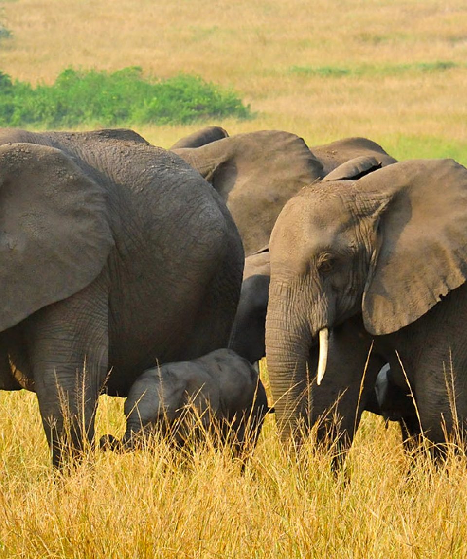 5 Days Queen Elizabeth Safari